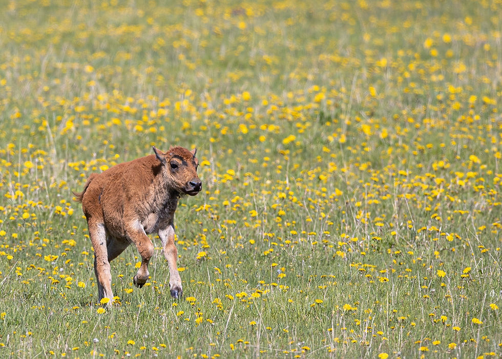 Grand Tetons Photography Workshop