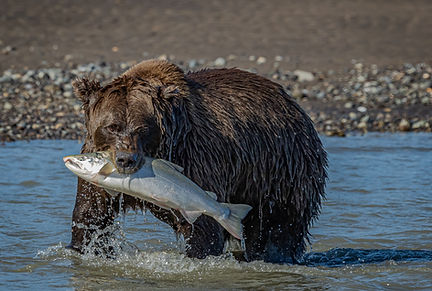 Brown Bear Alska Photography Workshop