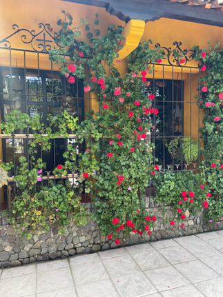 Creative use for plastic bottles as planters