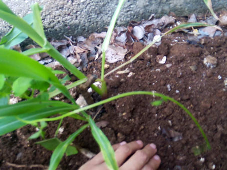¡Hagamos milpa en Cozumel!