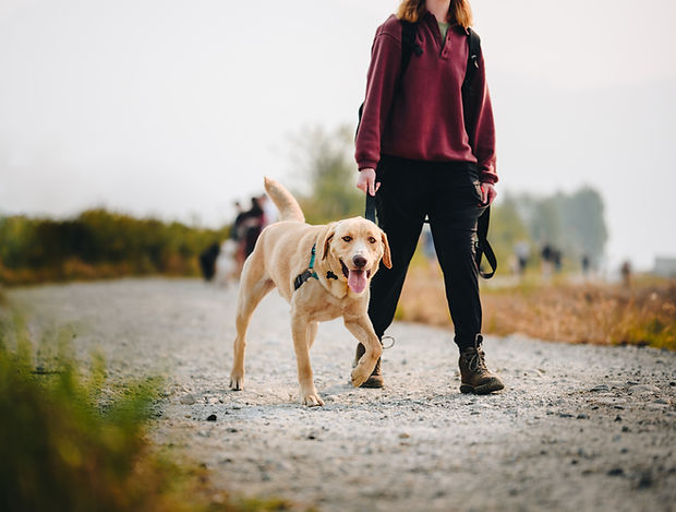 Fraser Valley Board & Train Dog Training | The K9 Mindset Academy