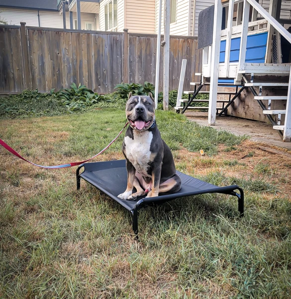 foundations of dog training