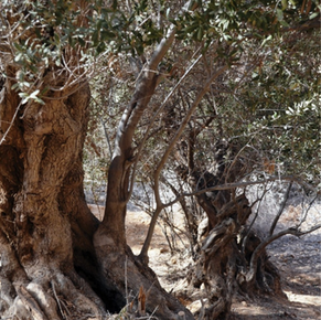 Why study the archeo-histories of dryland landraces now?
