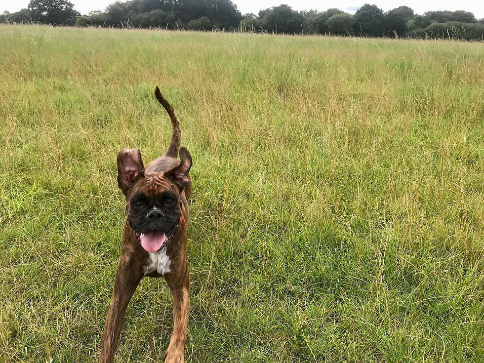 Happy Girl