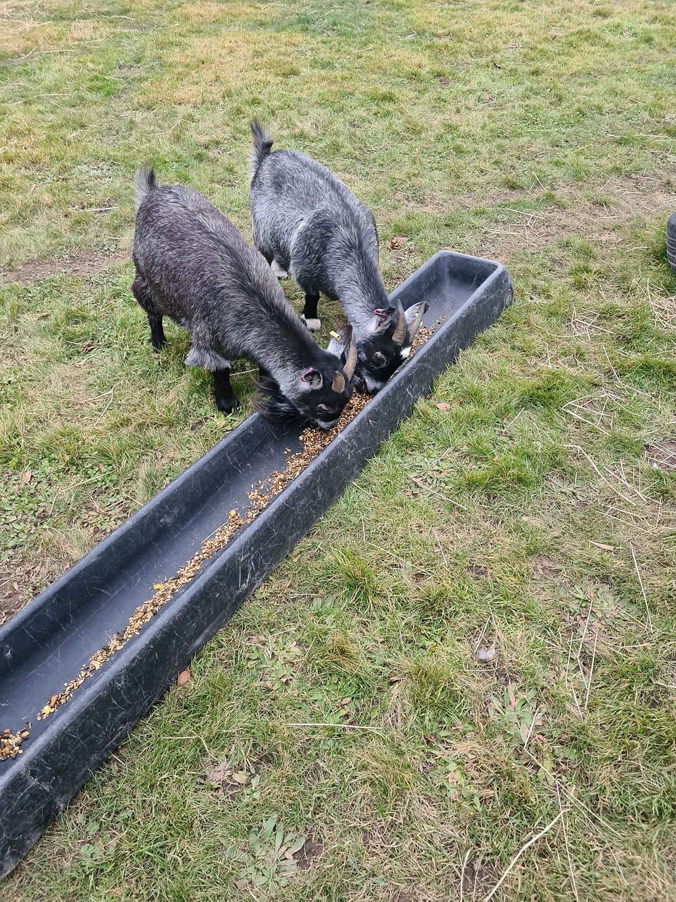 Good girls