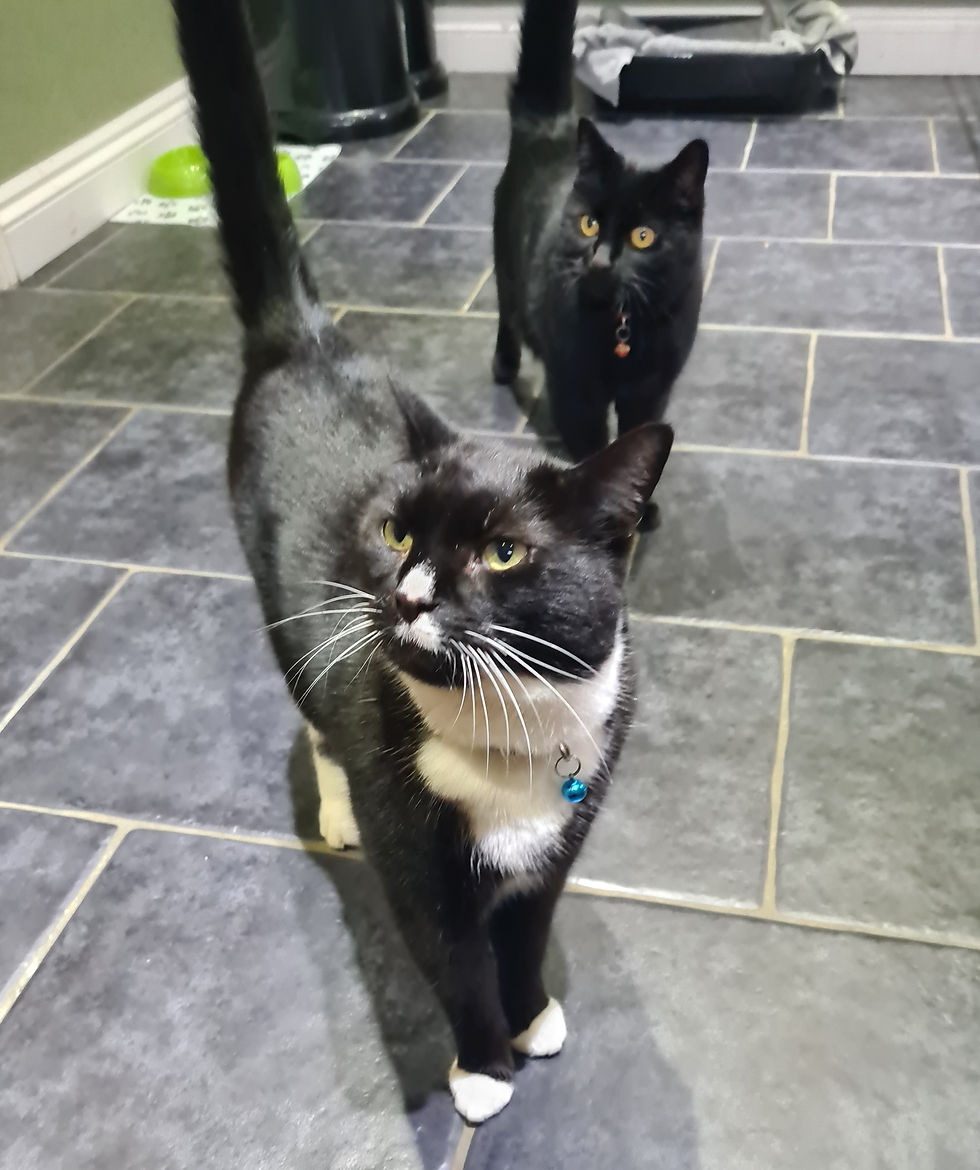 Dinner time