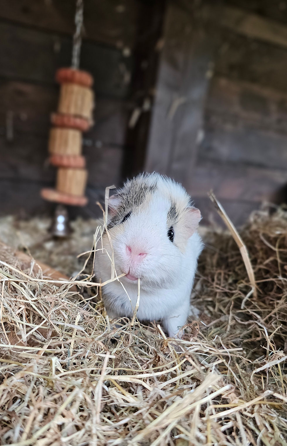 Hector