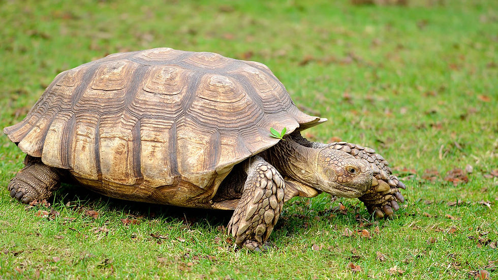 Tortoise