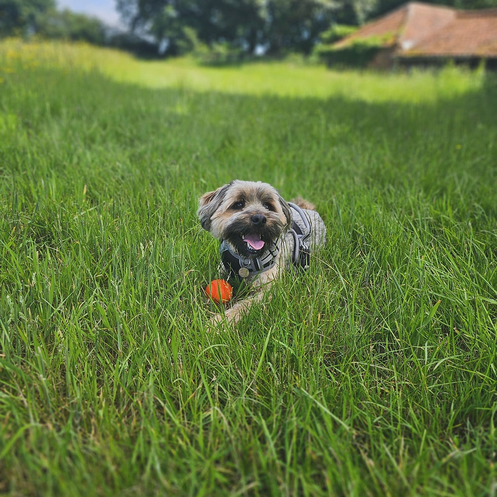 Oscar