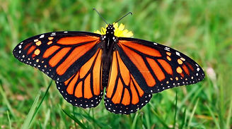 monarch-butterfly.jpg