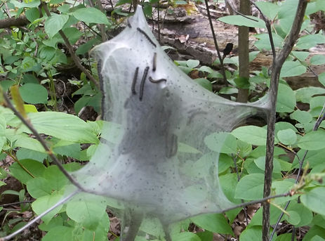 100_3960 (2014_07_21 16_24_37 UTC).JPG