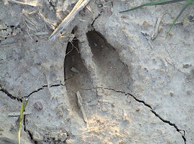 deer tracks.jpg