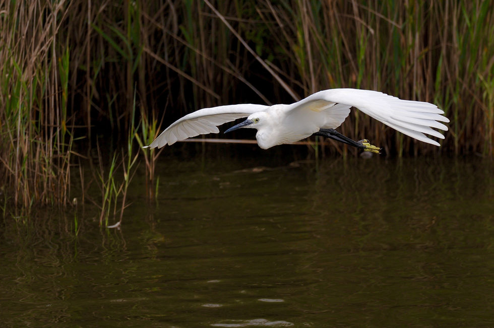 Aigrette
