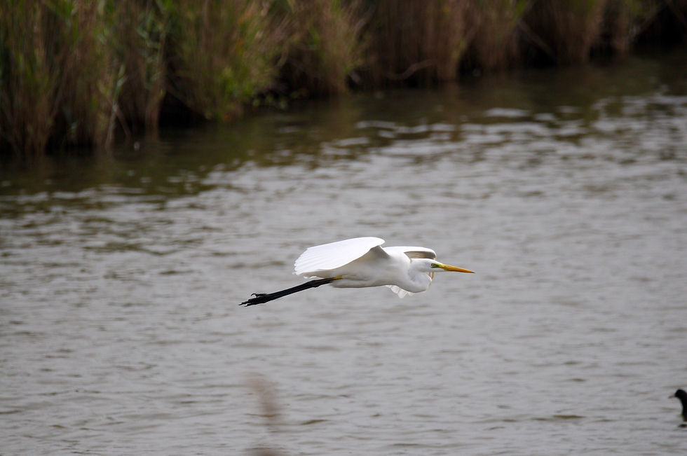 Grande Aigrette