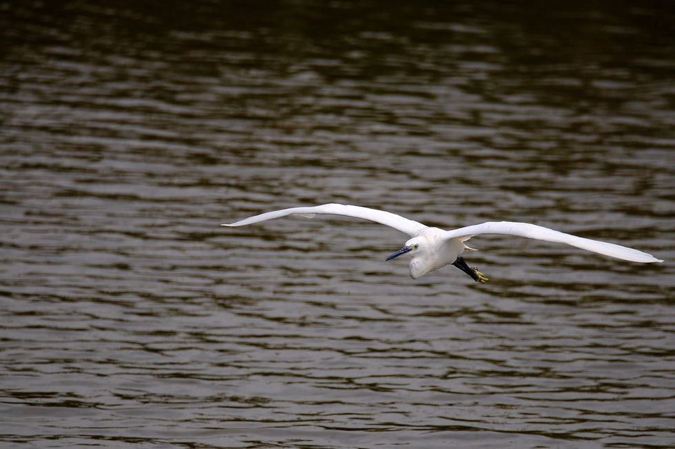 Aigrette
