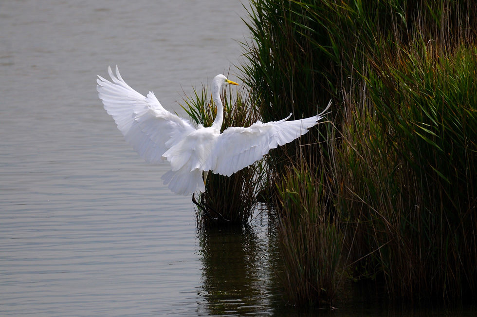 Grande Aigrette