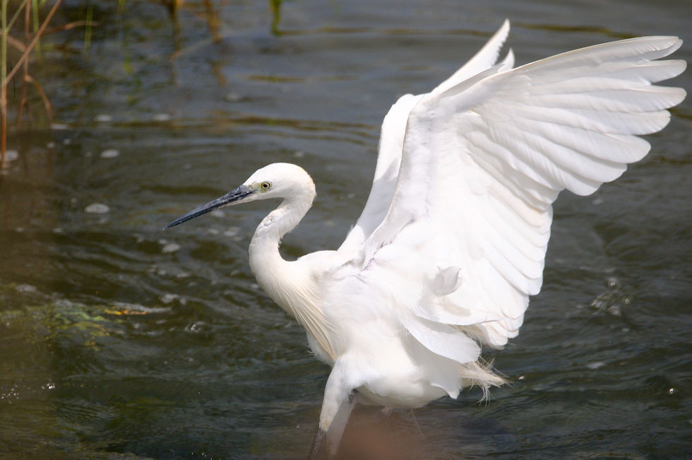 Aigrette