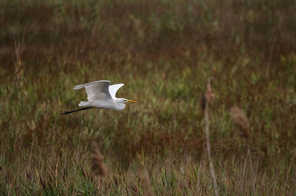 Grande Aigrette