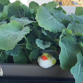 The broccoli has grown and is is easy to get lost in