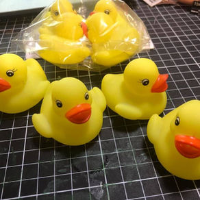 8 new ducks have arrived hoping for adventures