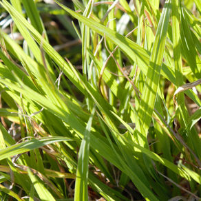 30 Day Photo Challenge - Day 20 - Grass