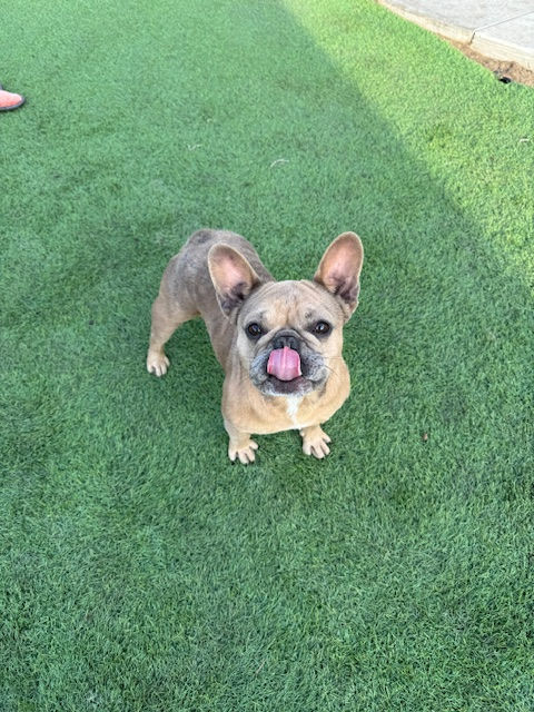 Mickey looks up from green turf with his pink tongue curled over his nose.