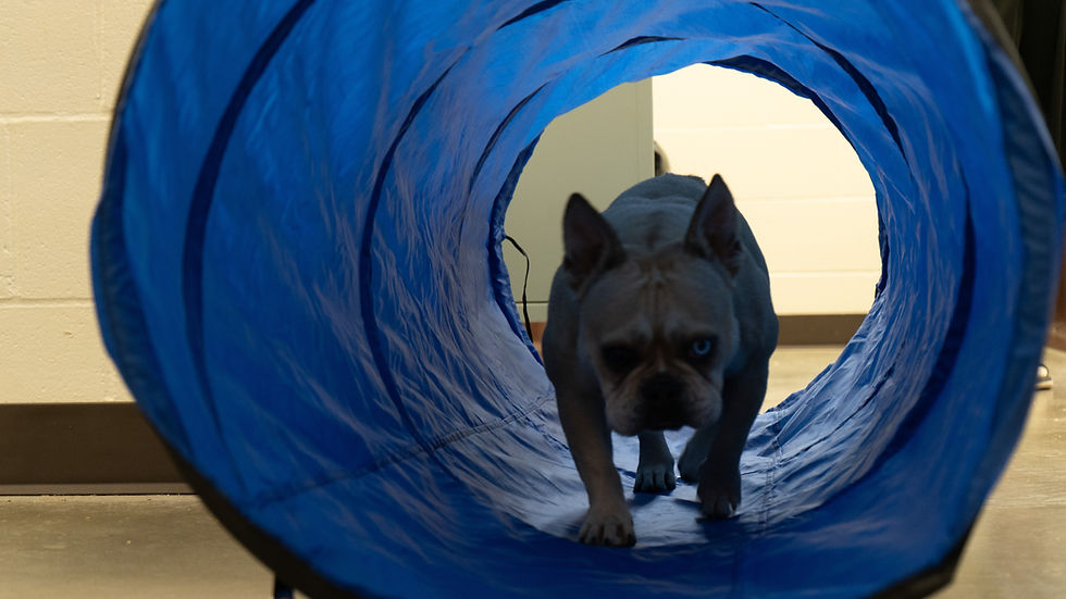 Gigi making her way through a blue training tunnel.