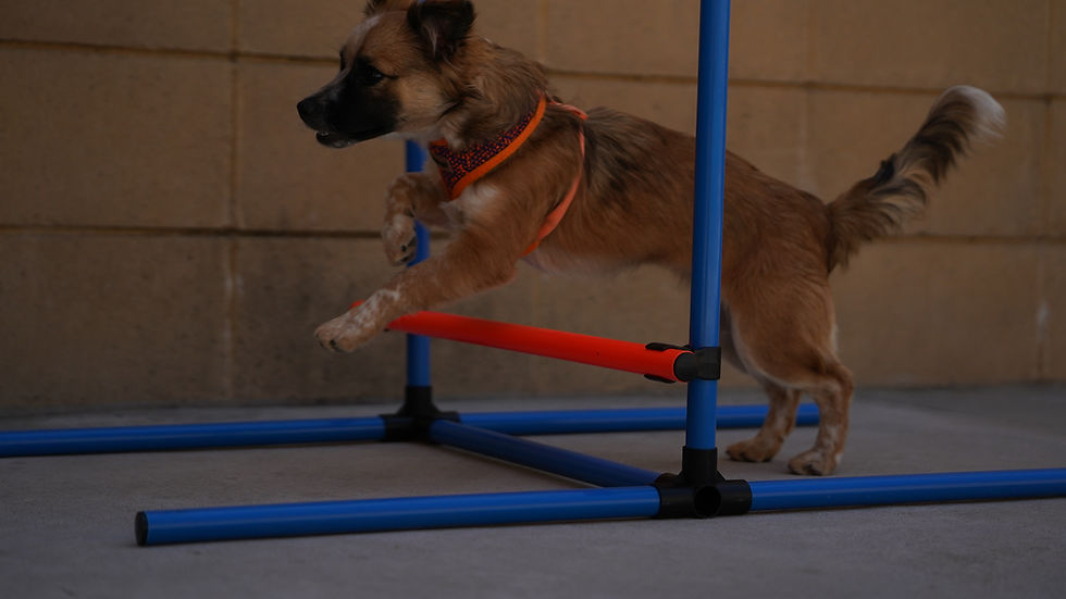 Spreckles jumping over a red hurdle.
