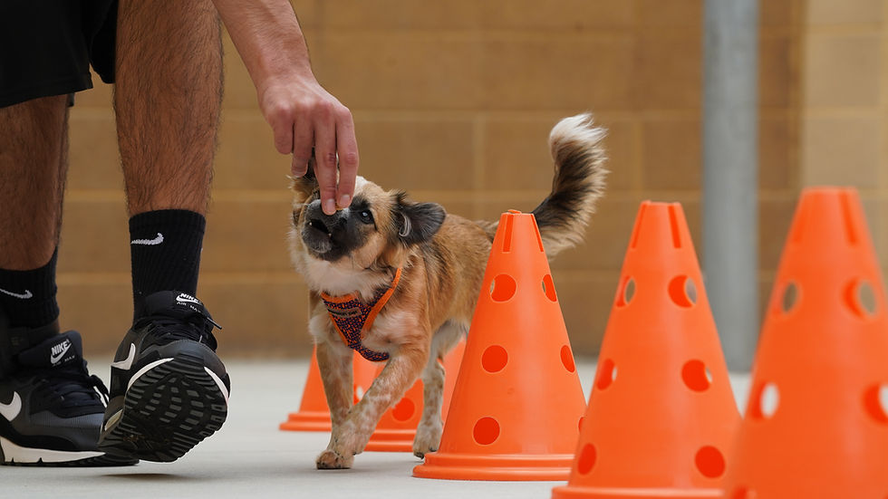 Spreckles weaving between orange cones alongside a young trainer.