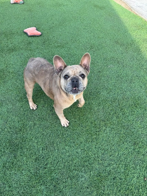 Mickey stands on green turf and looks up toward the camera.