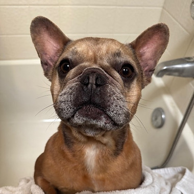 Mickey, a French Bulldog, looking toward the camera while wrapped in a towel.