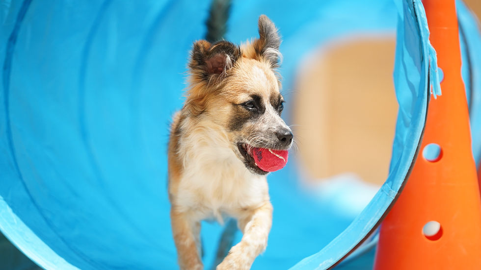Spreckles running out of a blue tunnel with a tennis ball.