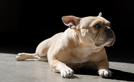 Gigi, an MCJH program graduate, resting on the floor in a patch of sunlight.