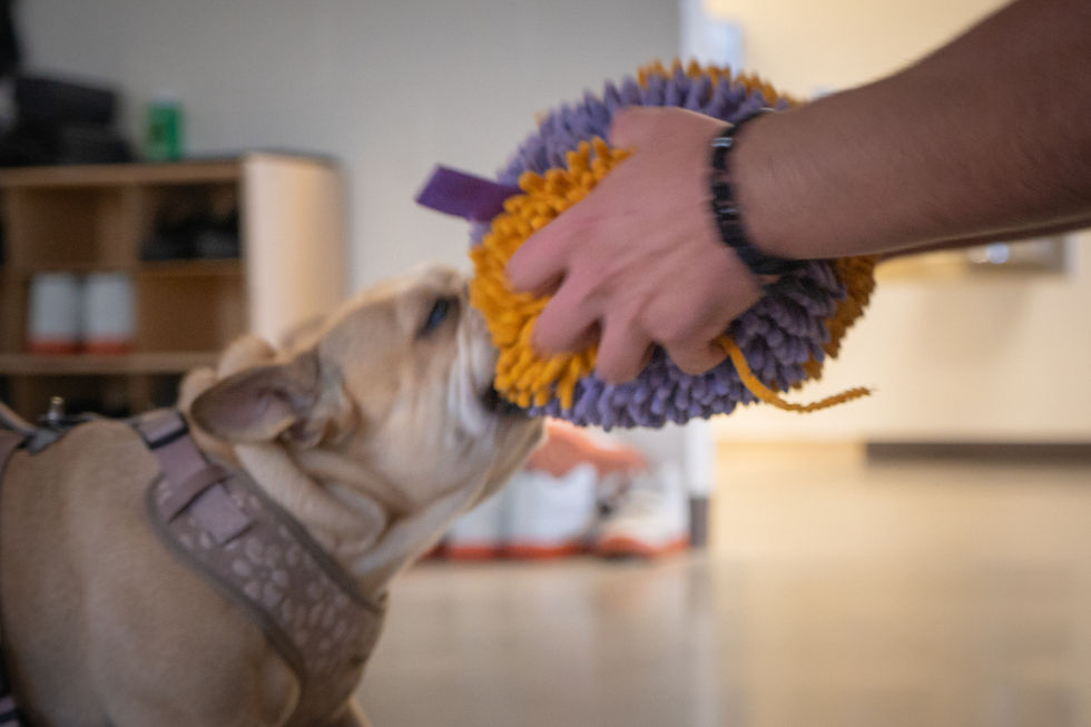 Gigi playing tug with a colorful toy.