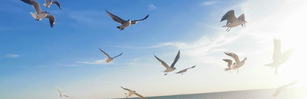 2023 P CROCHET Granville Plage les mouettes_edited.jpg