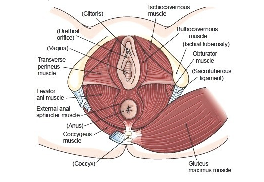 Demystifying The Pelvic Floor
