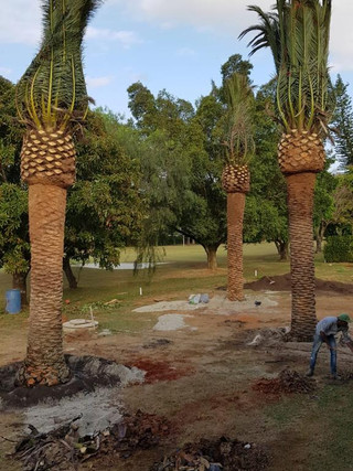 canariensis 8.jpeg