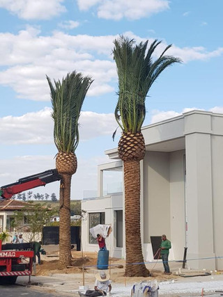 canariensis bonita.jpeg