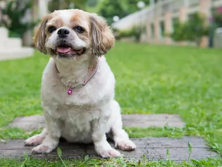 Guia para Escolher o Filhote de Cachorro Perfeito: Encontrando Seu Novo Melhor Amigo na Papet