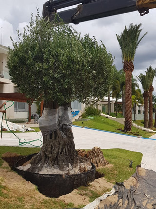 oliveira plantio.jpeg