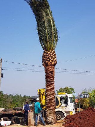 Canariensis 8.jpeg