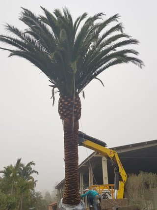 Canariensis 9.jpeg