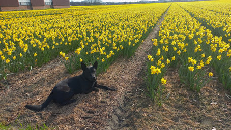 Het voorjaar toont zijn kleuren weer.