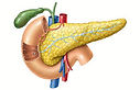 Pancreas A.jpeg