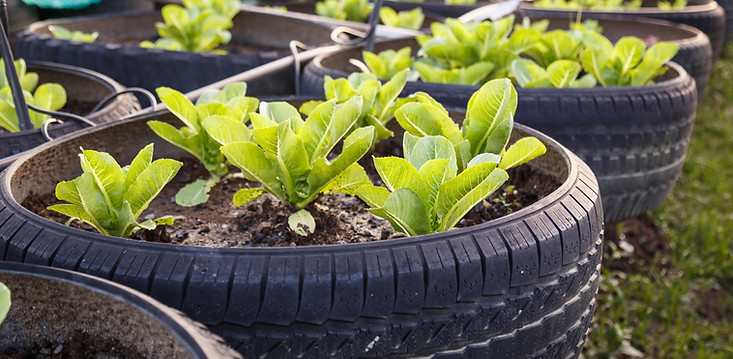 Organic Vegetable Farm