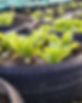 Organic Vegetable Farm