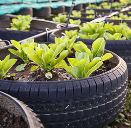 Organic Vegetable Farm
