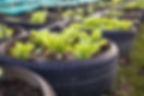 Ferme de légumes biologiques