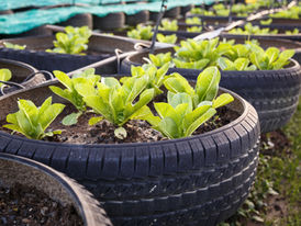 Projeto da UFF fortalece produção agroecológica durante pandemia