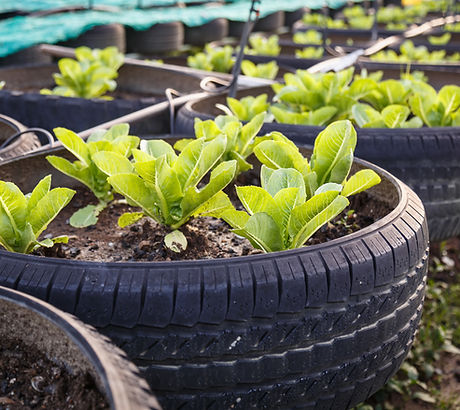 Organic Vegetable Farm